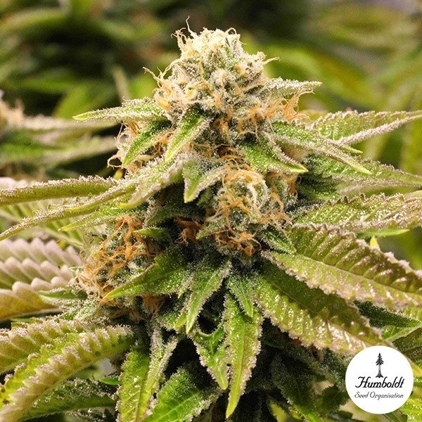 Gorilla Breath Humboldt Seed Organization - GB The Green Brand