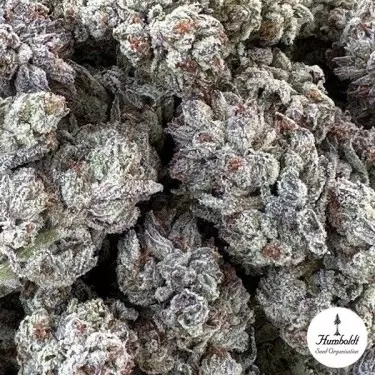 Double Fire HeadbandSeed Organization - Growbarato