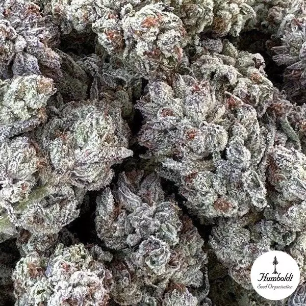 Visualizzazione Double Fire HeadbandSeed Organization - Growbarato