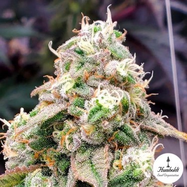 Gushers Fast Flowering Humboldt Seed Organization - Growbarato