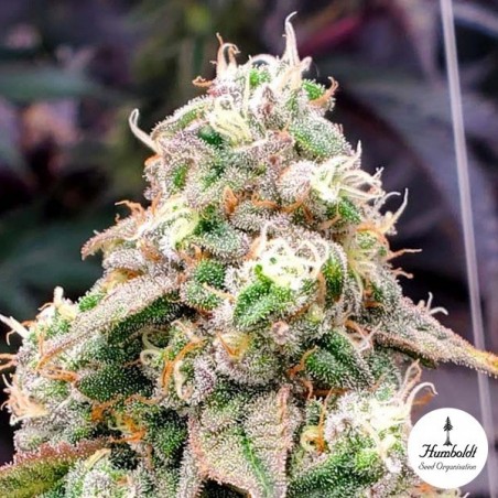 Gushers Fast Flowering Humboldt Seed Organization - Growbarato