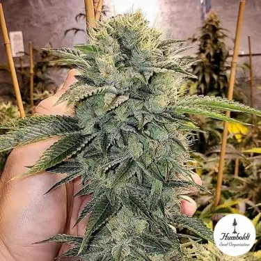 Geist OG Fast Humboldt Seed Organization - GB The Green Brand