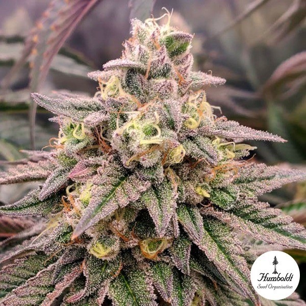 Forbidden Fruit Fast Humboldt Seed Organization - GB The Green Brand