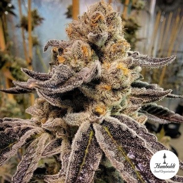 Black Rainbow Sherbert Humboldt Seed Organization - GB The Green Brand