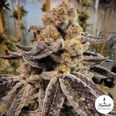 Black Rainbow Sherbert Humboldt Seed Organization - GB The Green Brand