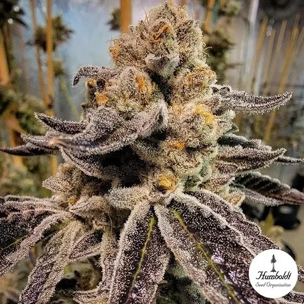 Black Rainbow Sherbert Humboldt Seed Organization - GB The Green Brand