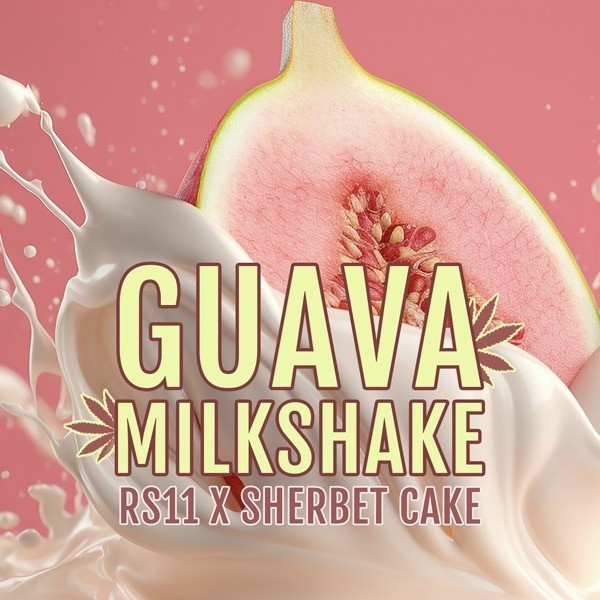 Guava Milkshake di Elev8 Seeds - GB The Green Brand