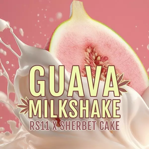 Visualizzazione Guava Milkshake di Elev8 Seeds - GB The Green Brand