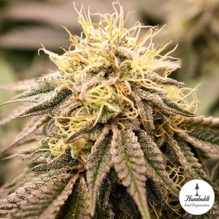 SundogZ Humboldt Seed Organization - GB The Green Brand