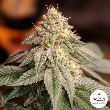 Sunset Bride Humboldt Seed Organization - GB The Green Brand