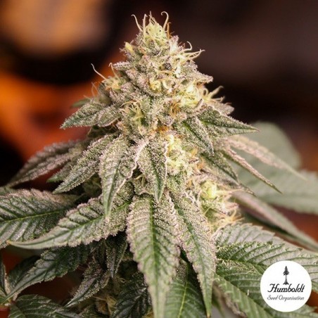 Sunset Bride Humboldt Seed Organization - GB The Green Brand