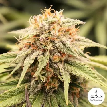 PriZmatic Humboldt Seed Organization - GB The Green Brand