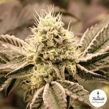 Mouth Wash Humboldt Seed Organization - GB The Green Brand