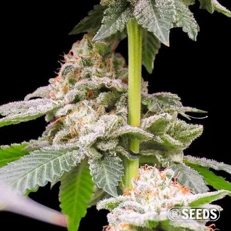 Gorilla Glue #4 100% Femminilizzata GB The Green Brand