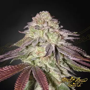 Sugarlato Auto - Green House Seeds- GB The Green Brand
