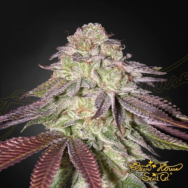 Visualizzazione Sugarlato Auto - Green House Seeds- GB The Green Brand