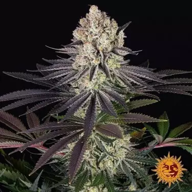 Runtz - Barney's Farm- GB The Green Brand