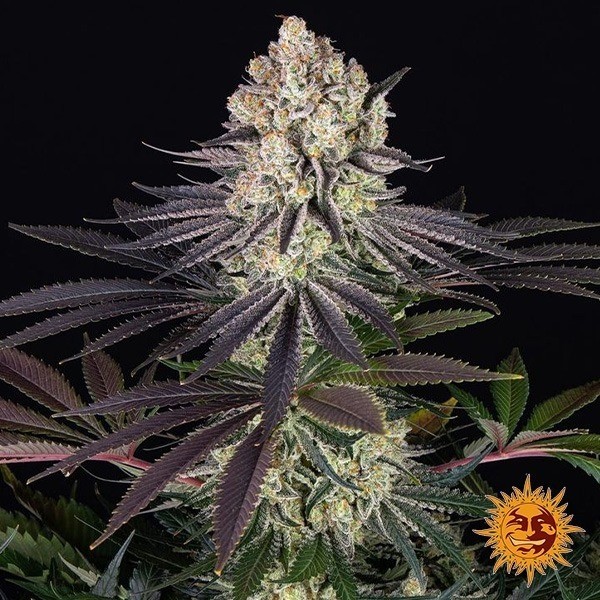 Visualizzazione Runtz - Barney's Farm- GB The Green Brand