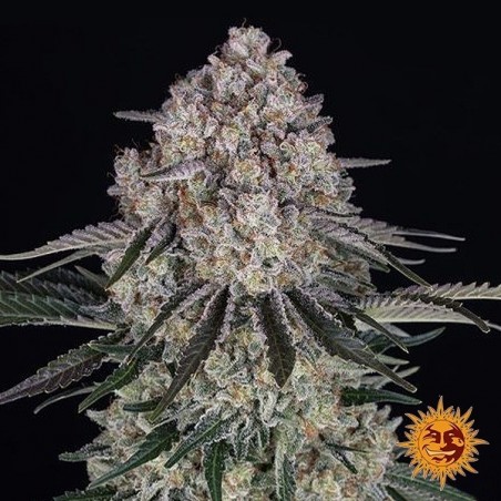 Sour Diesel Auto - Barney's Farm- GB The Green Brand