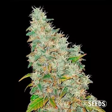 Auto Banana XL 100% femminizzata GB The Green Brand