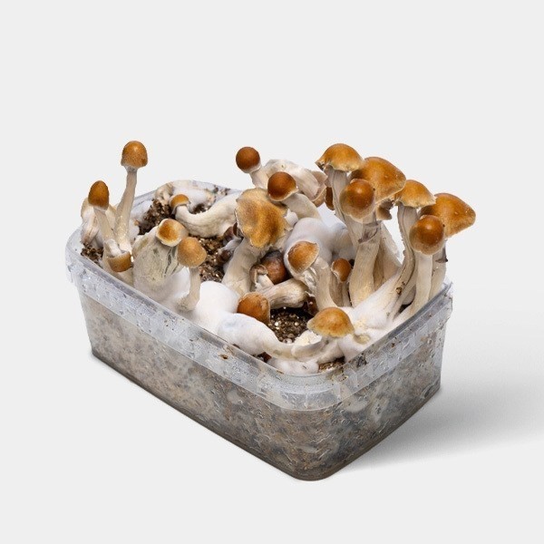 Visualizzazione Kit di Coltivazione di Funghi Magici Amazonian
