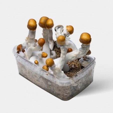 Funghi  B+ Psilocybe per la coltivazione | Alta qualità 🔝