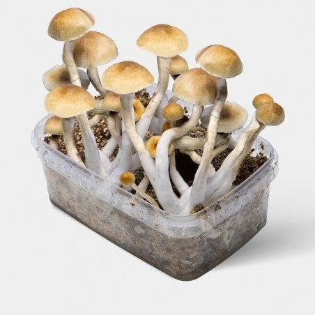 Coltiva Funghi Thai a Casa ▷ Kit Completo di Alta Qualità 🤌