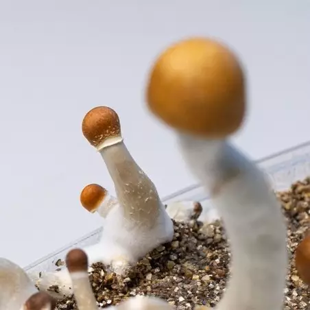 Funghi Golden Teacher〖 Kit Coltivazione 〗💯% Micelio