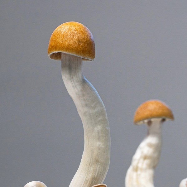 Funghi Golden Teacher〖 Kit Coltivazione 〗💯% Micelio