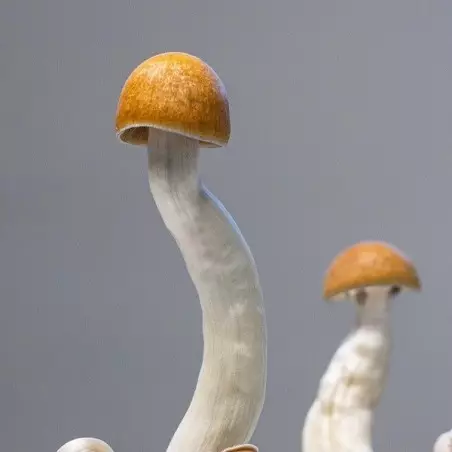 Funghi Golden Teacher〖 Kit Coltivazione 〗💯% Micelio
