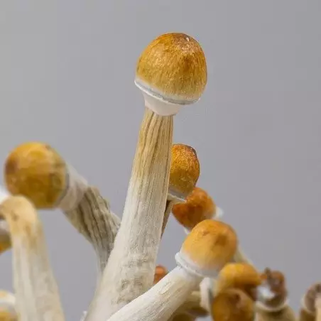 funghi Mexican 2