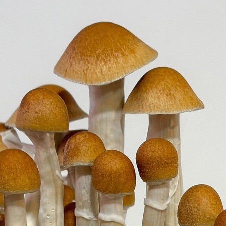 Funghi McKennaii