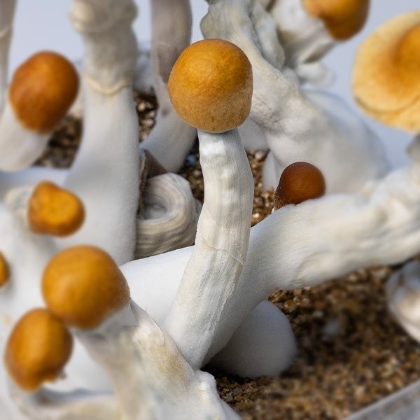 Funghi  B+ Psilocybe per la coltivazione | Alta qualità 🔝