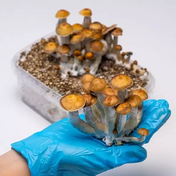 Mazapatec Kit Coltivazione Funghi Mazatapec | Economico e di qualità 👌