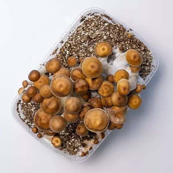 Mazapatec Kit Coltivazione Funghi Mazatapec | Economico e di qualità 👌