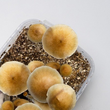Coltiva Funghi Thai a Casa ▷ Kit Completo di Alta Qualità 🤌