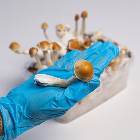 Kit di Coltivazione di Funghi Magici Amazonian