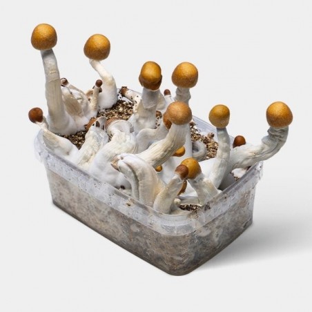 Funghi Golden Teacher〖 Kit Coltivazione 〗💯% Micelio