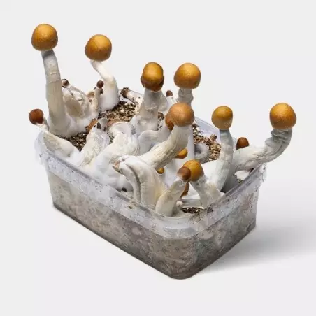 Funghi Golden Teacher〖 Kit Coltivazione 〗💯% Micelio