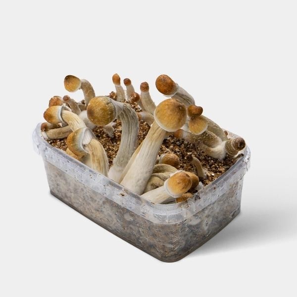 Visualizzazione funghi Mexican 3