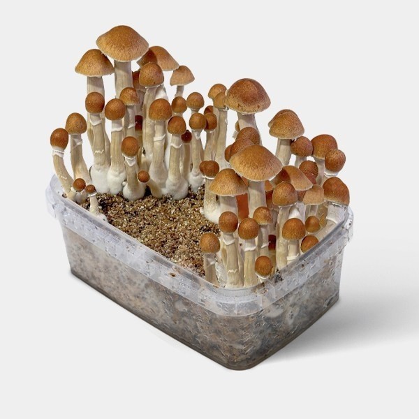 Funghi McKennaii