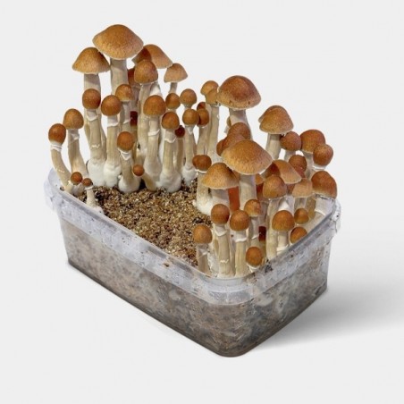 Funghi McKennaii