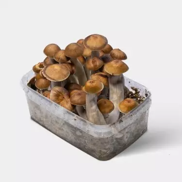 Kit Coltivazione Funghi Mazatapec | Economico e di qualità 👌