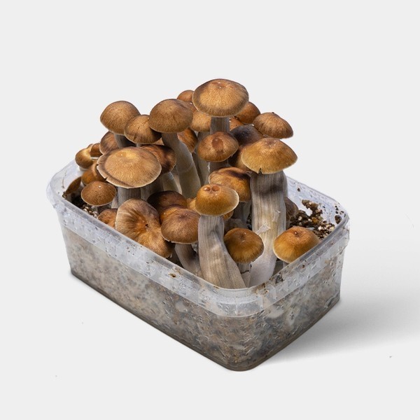 Visualizzazione Kit Coltivazione Funghi Mazatapec | Economico e di qualità 👌