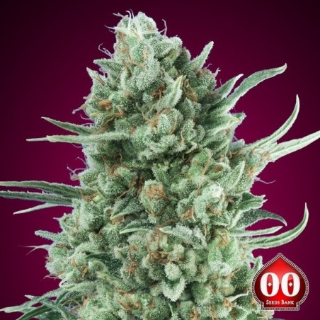Comprare semi Auto Bubble Gum XXL di 00 Seeds - GB