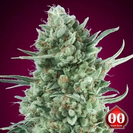 Comprare semi Auto Bubble Gum XXL di 00 Seeds - GB
