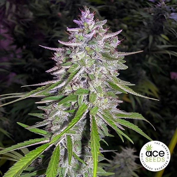 Visualizzazione Bangi Haze Regular- Ace Seeds - GB The Green Brand