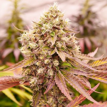 Visualizzazione Burger Kush