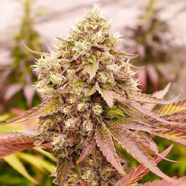 Visualizzazione Burger Kush