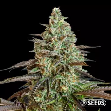 Auto Big Demon semi di cannabis GB The Green Brand